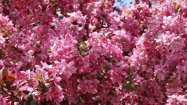 Canon EOS REBEL SL3 (250D) Cinematic Video Test || Relaxing Calm Music