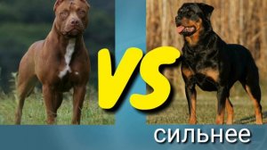 Питбуль VS ротвейлер