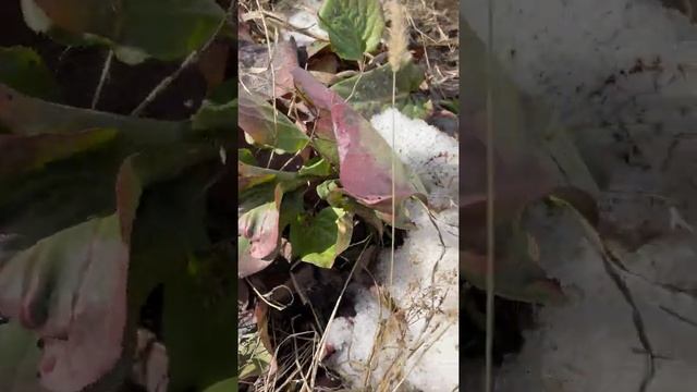 Бадан - зимой и летом одним цветом? смотреть онлайн