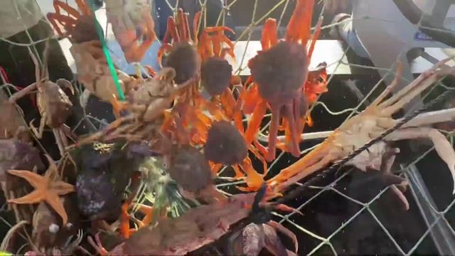 Охота на краба на Камчатке #камчатка #камчатскийкраб #крабы #тихийокеан смотреть онлайн