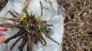 Заготовка живокоста