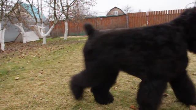black Russian Terrier