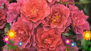 Роза флорибунда Синко де Майо. Краткий обзор, описание характеристик Cinco de Mayo