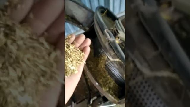 Сенорезка, сенодробилка, сеноизмельчитель 7,5 кВт. Часть 1. смотреть онлайн