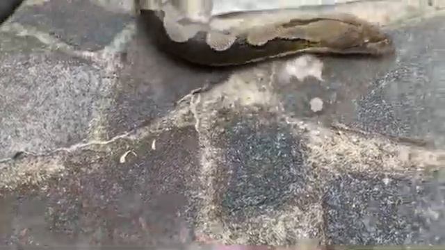 Reticulated Python comes to say hello, then ignores me смотреть онлайн