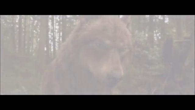 Twilight wolves ~ Bring me to life смотреть онлайн