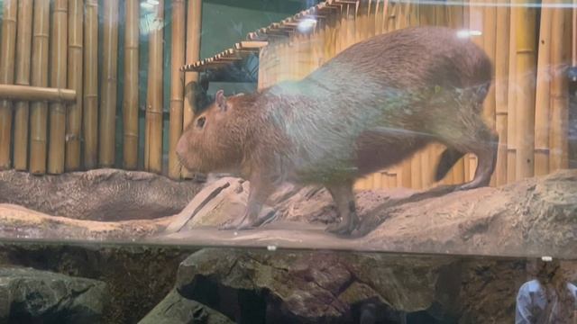 ?Акванариум ВДНХ,Москва,колесо обозрения,отдыхаем… смотреть онлайн