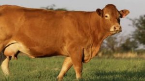 Разведение коров породы Лимузин как бизнес идея | КРС | Корова Лимузин | Бык лимузин