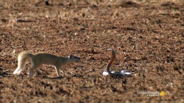 Мангуст Против Кобры смотреть онлайн