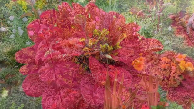 Клумба непрерывного цветения. Какие цветы подобрать для клумбы? смотреть онлайн