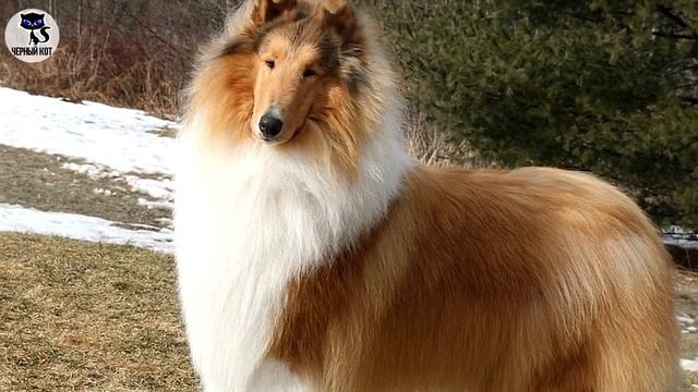 ✔ Колли плюсы и минусы породы. 7 причин завести колли