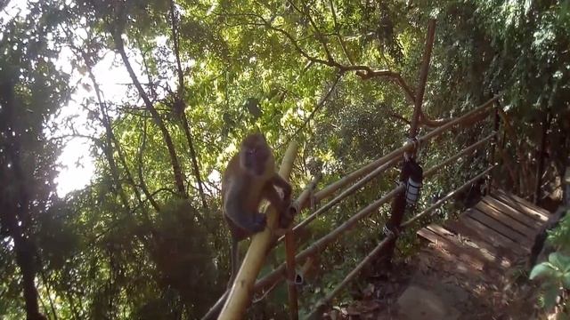 Плавучий причал и рыба с обезьянами смотреть онлайн