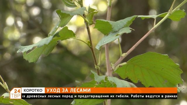 Деревьям нужно внимание