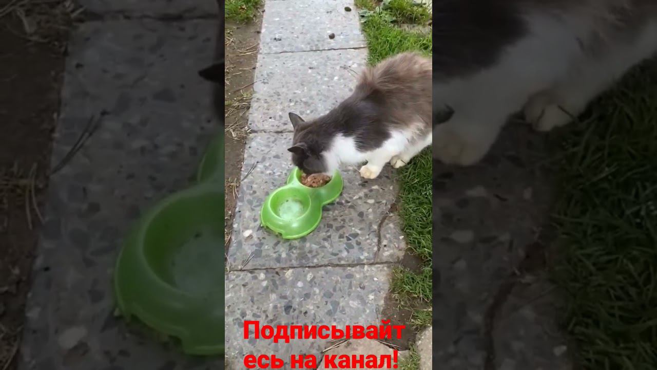 Барсик кушает! смотреть онлайн
