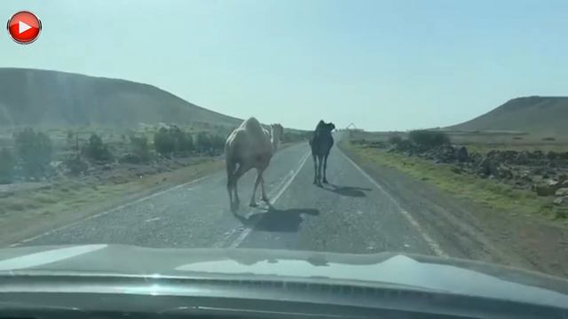 Польза от дуа | шейх Хейсам Сархан смотреть онлайн