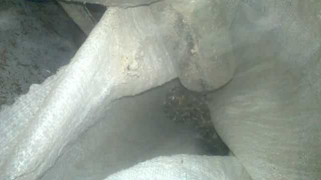 МОЛОТИМ соняшник не звичним способом/Молот подсолнечник не привычным способом. смотреть онлайн