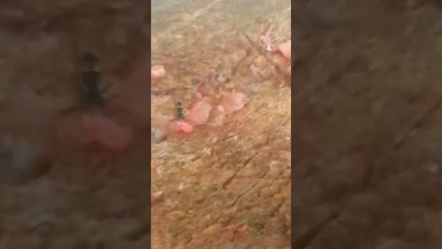 Заготовки на зиму смотреть онлайн