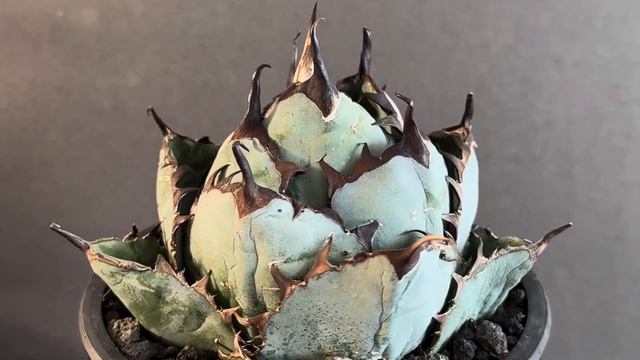 20240218 アガベ・チタノタ ブラックアンドブルー/BB(ボールタイプ)中-005｜agave titanota Black&Blue смотреть онлайн