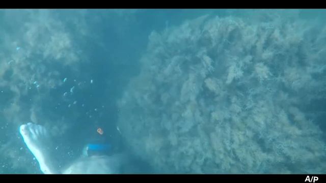 Черное море . Подводный Мир. ПГТ.Новомихайловский . Поймали краб? смотреть онлайн