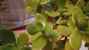 КАК ПРАВИЛЬНО УХАЖИВАТЬ ЗА ТОЛСТЯНКОЙ В ДОМАШНИХ УСЛОВИЯХ