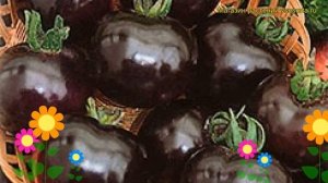 Томат обыкновенный Черная гроздь. Краткий обзор, описание характеристик, где купить Chernaia grozd