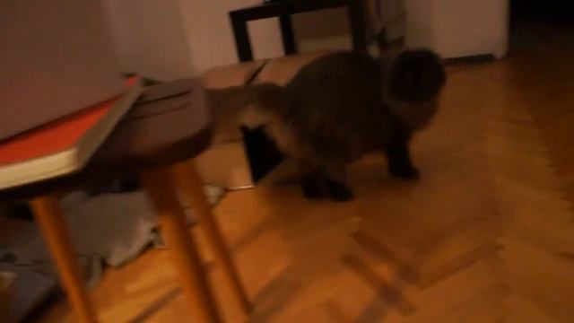 Настоящие коты тоже любят сигары смотреть онлайн