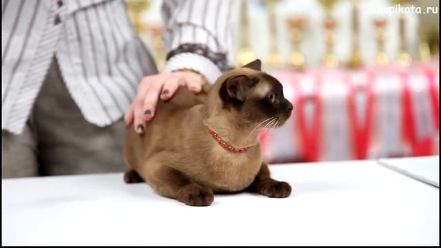 Бурманская кошка (Бурма) смотреть онлайн