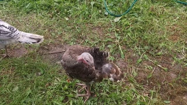 Какие индюшата получились от индюков биг 6 и обычной деревенской смотреть онлайн