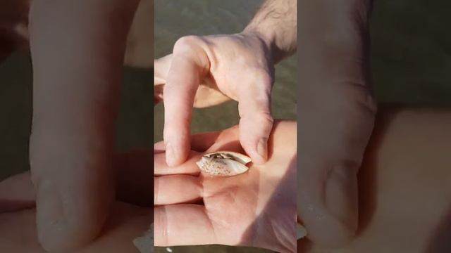 Юный натуралист. Выпуск 4ый. Рак отшельник из Омана смотреть онлайн