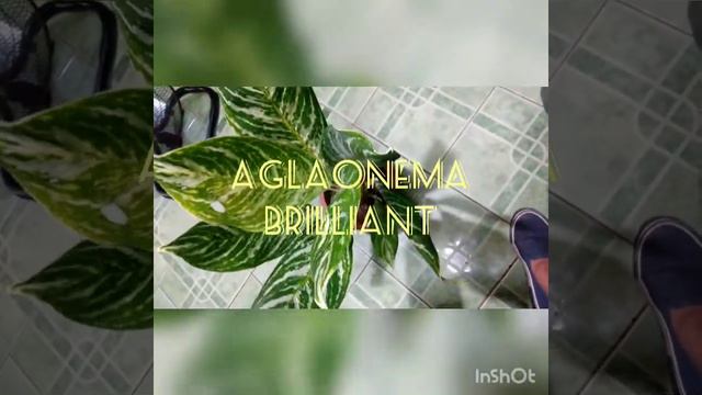 Aglaonema Brilliant