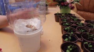 Пикировка Хризантем и Левкоя   .