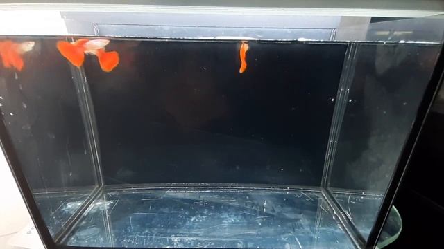 Гуппи Красная Кобра г.Самара skozev78@gmail.com смотреть онлайн