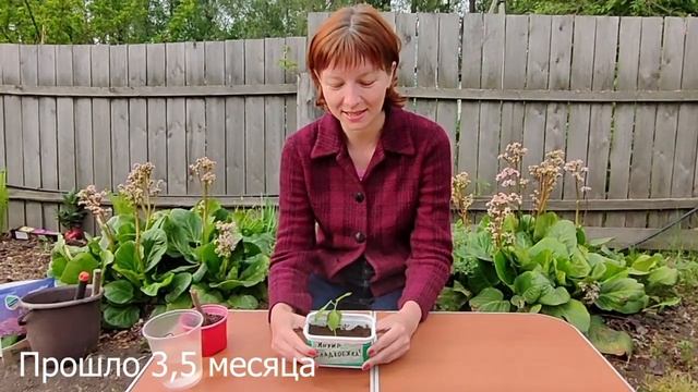 Инжир из семян смотреть онлайн