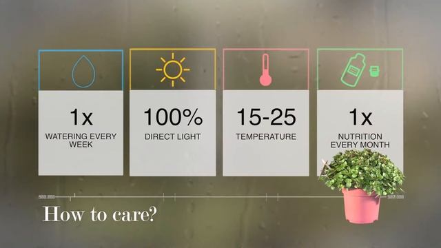 Callisia turtle - Eden Elegance смотреть онлайн