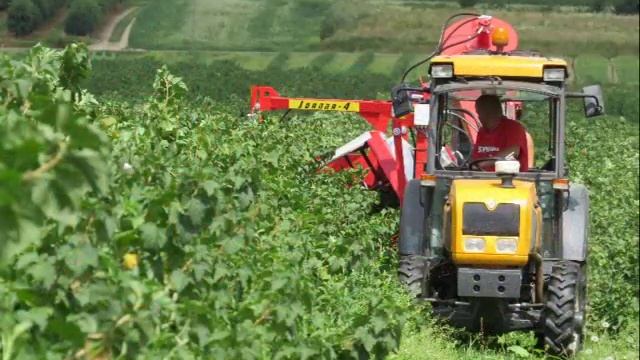 Прицепной комбайн для смородины JOANNA-4 Польша смотреть онлайн