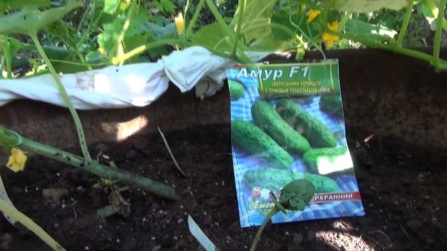 Урожайные сорта огурцов для выращивания в бочке. смотреть онлайн