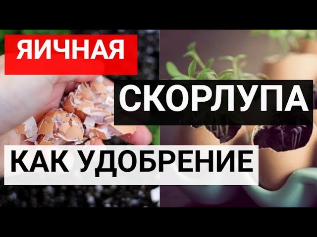 Яичная скорлупа для повышения плодородия почвы_ советы по эффективному применению смотреть онлайн