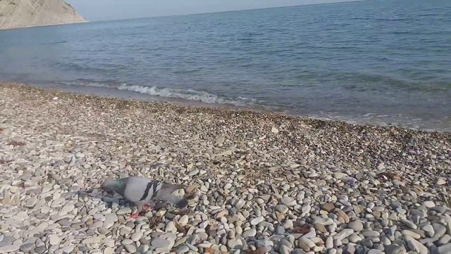 20 мая 2018 #архипоосиповка #ЕленаСеврикова смотреть онлайн
