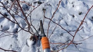 Обрезка голубики. Видео-урок 3. 4х летний Дюк