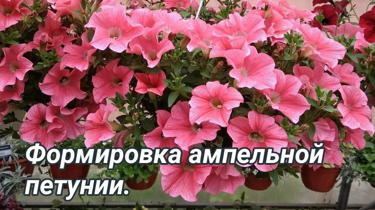 Ампельная петуния без лысой середины! Прищипка, формировка. смотреть онлайн