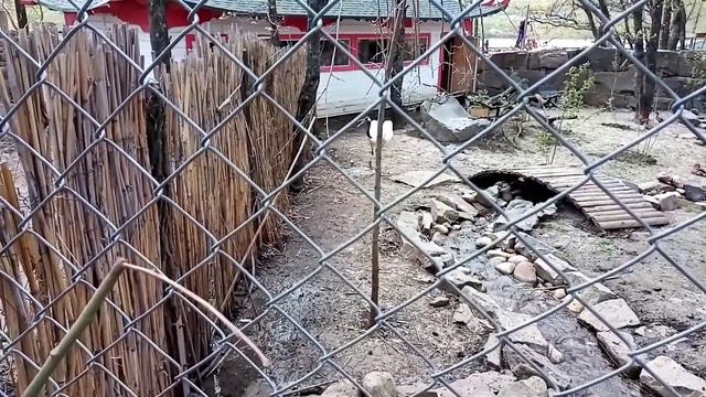 1 мая, спонтанная поездка в птичий парк Малинки. Дрофа в птичьем парке Малинки. смотреть онлайн