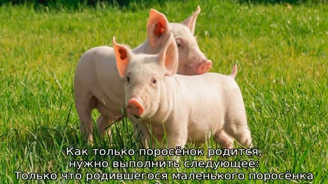 Порода свиней Ландрас — описание, характеристики