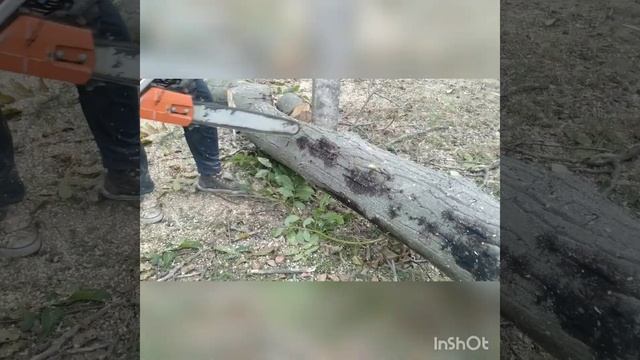 Husqvarna 372XP, работа пилы с двухкольцовым поршнем (saw operation with a double ring piston). смотреть онлайн