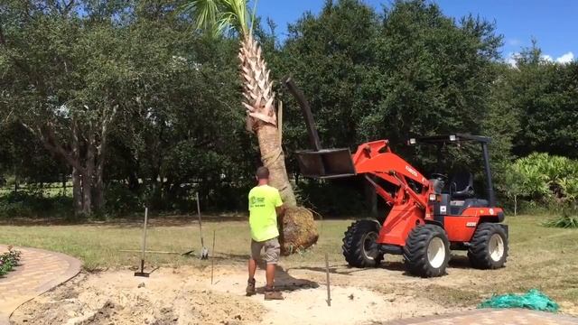 Sabal Palm Installation смотреть онлайн