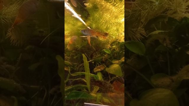 нерест голубых макроподов смотреть онлайн