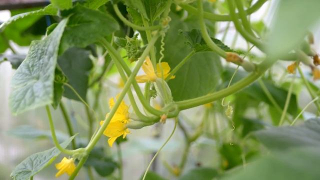 Ложка этого и огурцы в миг завяжутся гроздьями! смотреть онлайн