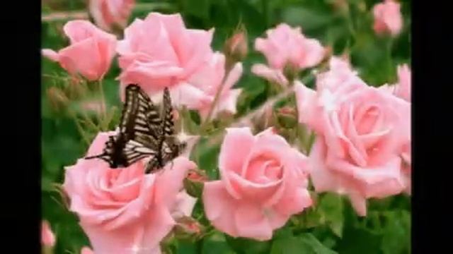 Эти летающие цветы... мечты... смотреть онлайн