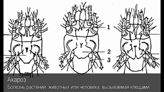 Акароз. Толковый Видеословарь русского языка смотреть онлайн