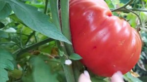 томат сорта"Бугай" в этом году понравился.Собираю последние красные томаты.По ночам до 4 гр.