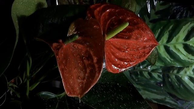 The New Anthurium смотреть онлайн